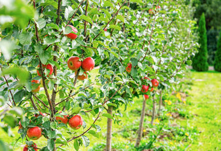 The apples are hanging on the tree.の写真素材