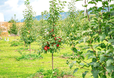 The apples are hanging on the tree.の写真素材