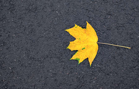 Yellow maple leaf on wet asphalt.の写真素材