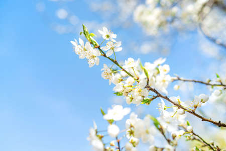 Spring flowers on the tree.