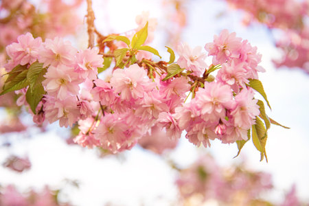 Sakura flowers in large inflorescences.