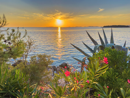Exotic plants on the seashore at sunset.の写真素材