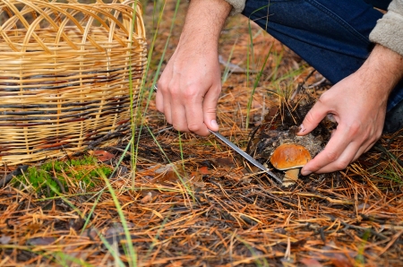 hands of men cutting edible mushroom knife. there are a basket on the ground in the forest.の写真素材