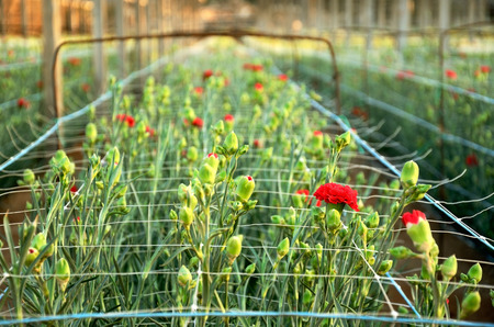 Plantation carnations  red flowers in the rays close-up at sunset timeの写真素材