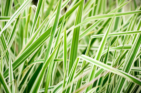 striped grass closeup on the full frame horizontalの写真素材