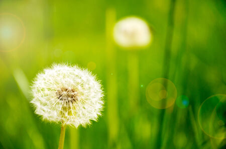 dandelions growing in the meadow. sunlight and lens flare. horizontalの写真素材
