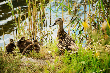 duck with ducklings in the reeds horizontal