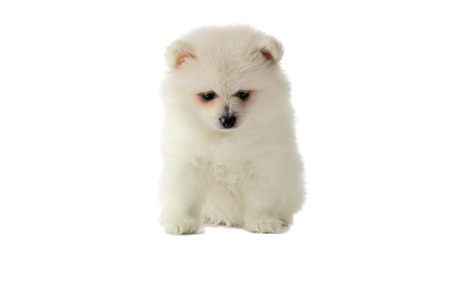 creamy-white puppy pomeranian sitting.  isolated on the white background. horizontalの写真素材