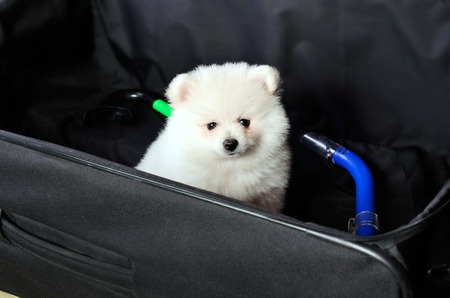 Pomeranian puppy sitting in a suitcase. horizontalの写真素材