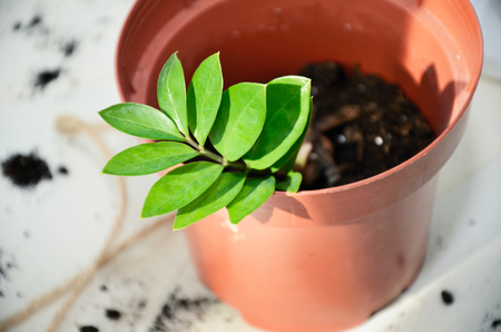 young plant that has just transplanted into a pot. horizontal formatの写真素材