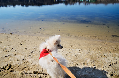 white pomeranian dog in red sweater on a leash looking away on the beach river. horizontalの写真素材