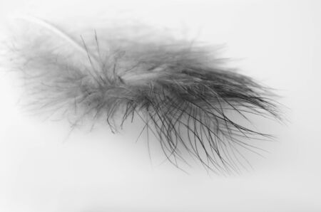 feather on a light background. black and white photography. horizontal frame