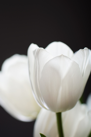 delicate bouquet of a white tulips on a dark background. vertical format, space for textの写真素材
