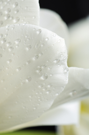 delicate petals of a white tulip with a water drops on a dark background. vertical format, close-upの写真素材