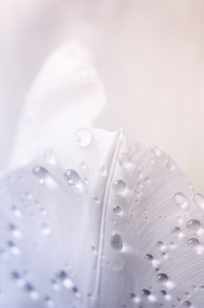 toned in a blue and pink colors macro photo of a white tulip petals with a water drops on a full background. horizontal image, you can use this image in the horizontal format tooの写真素材
