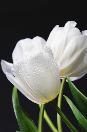 several white tulips with water drops on a dark background vertical imageの写真素材