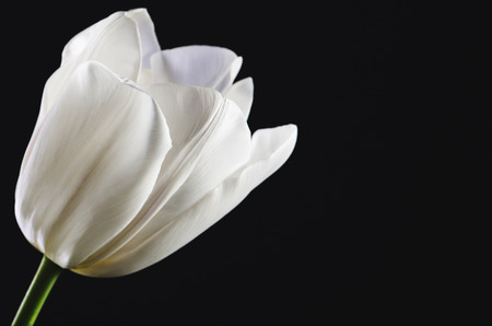 single white tulip head on a black background close-up. horizontal format. space for textの写真素材