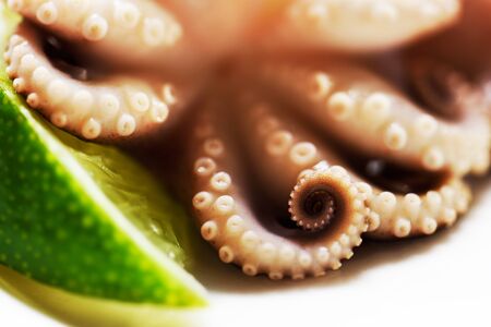 tentacles of an octopus and a slice of lime close-up on a white background, horizontalの写真素材