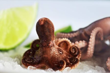 front view small octopus and slices of lime on a coarse salt layer close-up, horizontalの写真素材