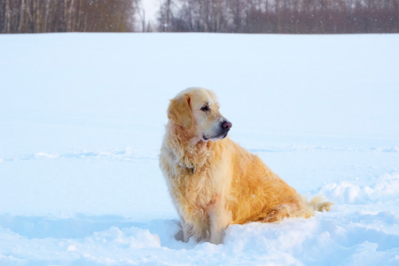 the big dog sits in the snow in the fieldの写真素材