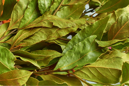 background of dried Laurel leaves