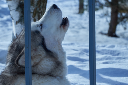 portrait of sled dog closeupの写真素材