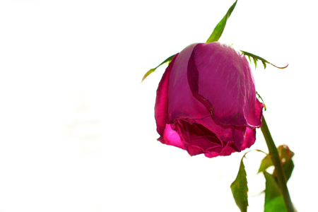 three faded red roses on a light backgroundの写真素材