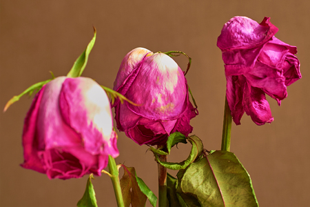 three faded red roses on a dark backgroundの写真素材