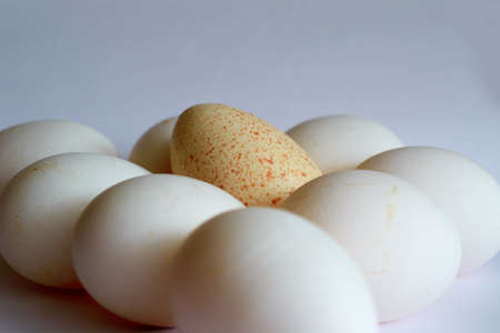 a lot of eggs and one Turkey on the tableの写真素材