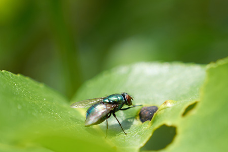green fly sitting on a leaf of the tree
