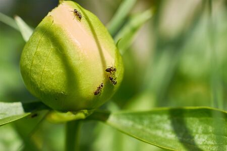 a few ants crawling on the Bud of the white flowerの写真素材