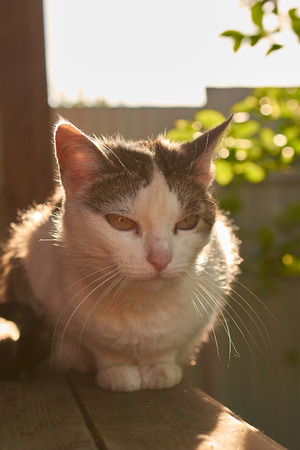 cat sits on the railing of the terrace in the evening