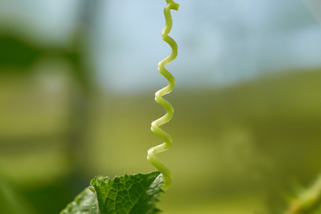 helix young they escape cucumberの写真素材