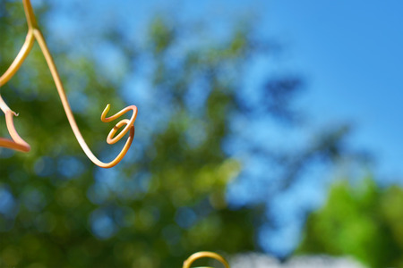 long spiral from young they escape grapesの写真素材