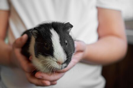 a child holding a short-haired Guinea pig black and white color close-upの写真素材