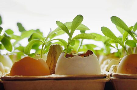 small plants grow in eggshells on a white background horizontal formatの写真素材
