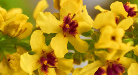 Yellow flowers close-up. Background Banner