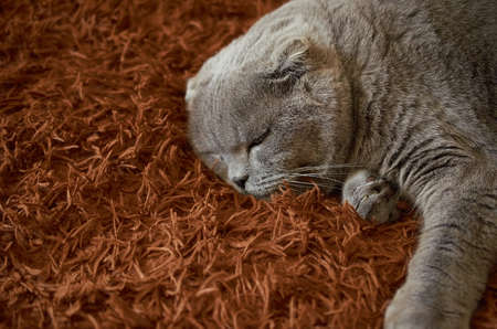 A Scottish fold cat sleeps on a brown fluffy blanket. Close up