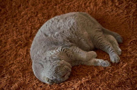 A Scottish fold cat sleeps on a brown fluffy blanket. Close upの写真素材