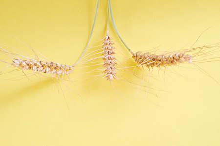 Ripe wheat spikelets close up on a yellow backgroundの写真素材