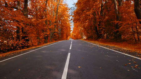 Autumn landscape. The road and trees with reddened leaves along it. Fallen leaves on the asphalt....