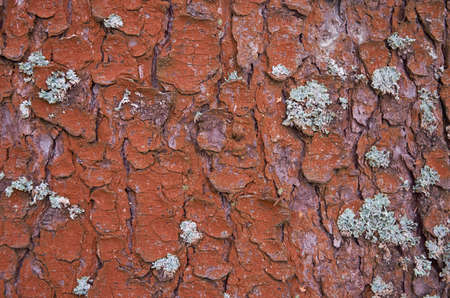 Texture of coniferous tree bark. Close up. horizontal format