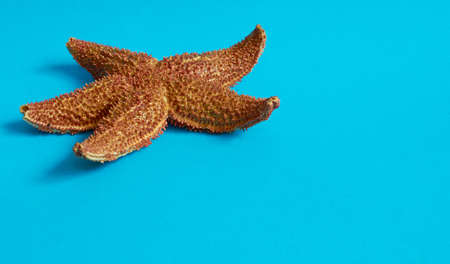 Marine layout. Starfish on a blue background. Space for text