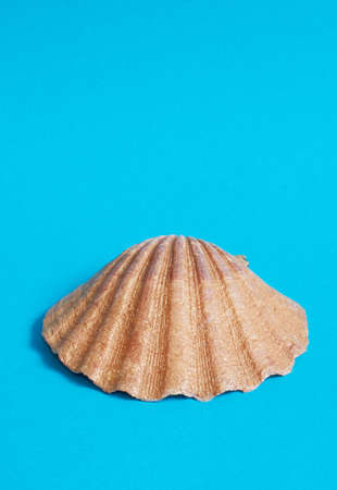 One shiny shell on blue