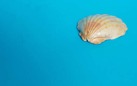 One big shiny shell on a blue background. Space for textの写真素材