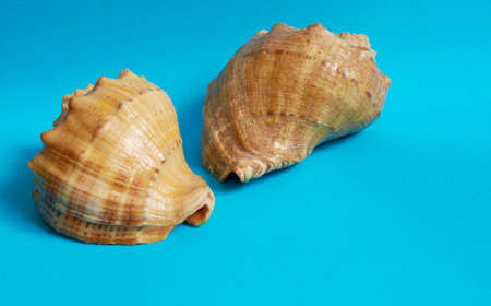 Marine layout. Two seashells on a blue background. Space for textの写真素材