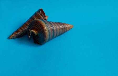 Marine layout. Two seashells on a blue background. Space for text