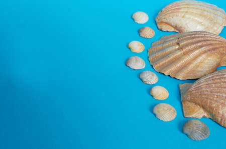 Marine layout. Two large shiny shells and many small shells on a blue background. Space for text
