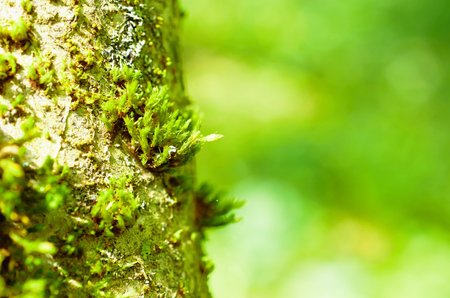 Sphagnum moss grows on a tree. Macro. Copyspaceの写真素材
