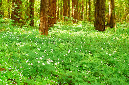 Spring forest landscape. A lush carpet of blooming anemone between coniferous trees. High quality photoの写真素材